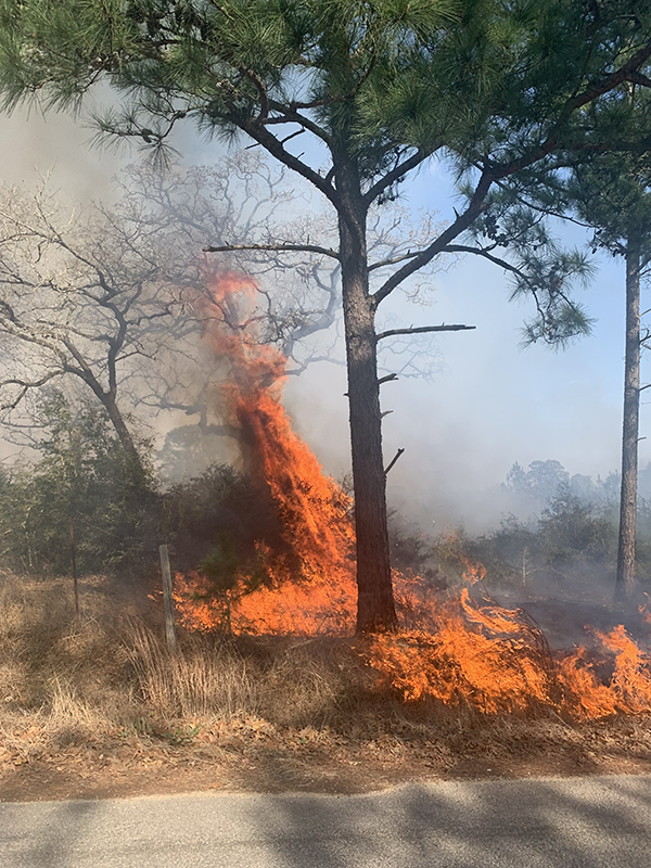 Rolling Pines Fire - Bastrop State Park, Texas - photo 1
