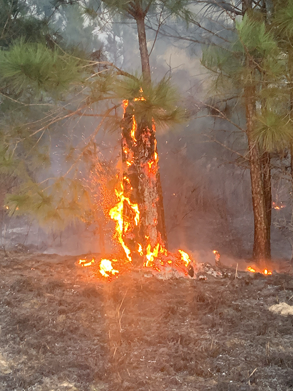 Rolling Pines Fire - Bastrop State Park, Texas - photo 3